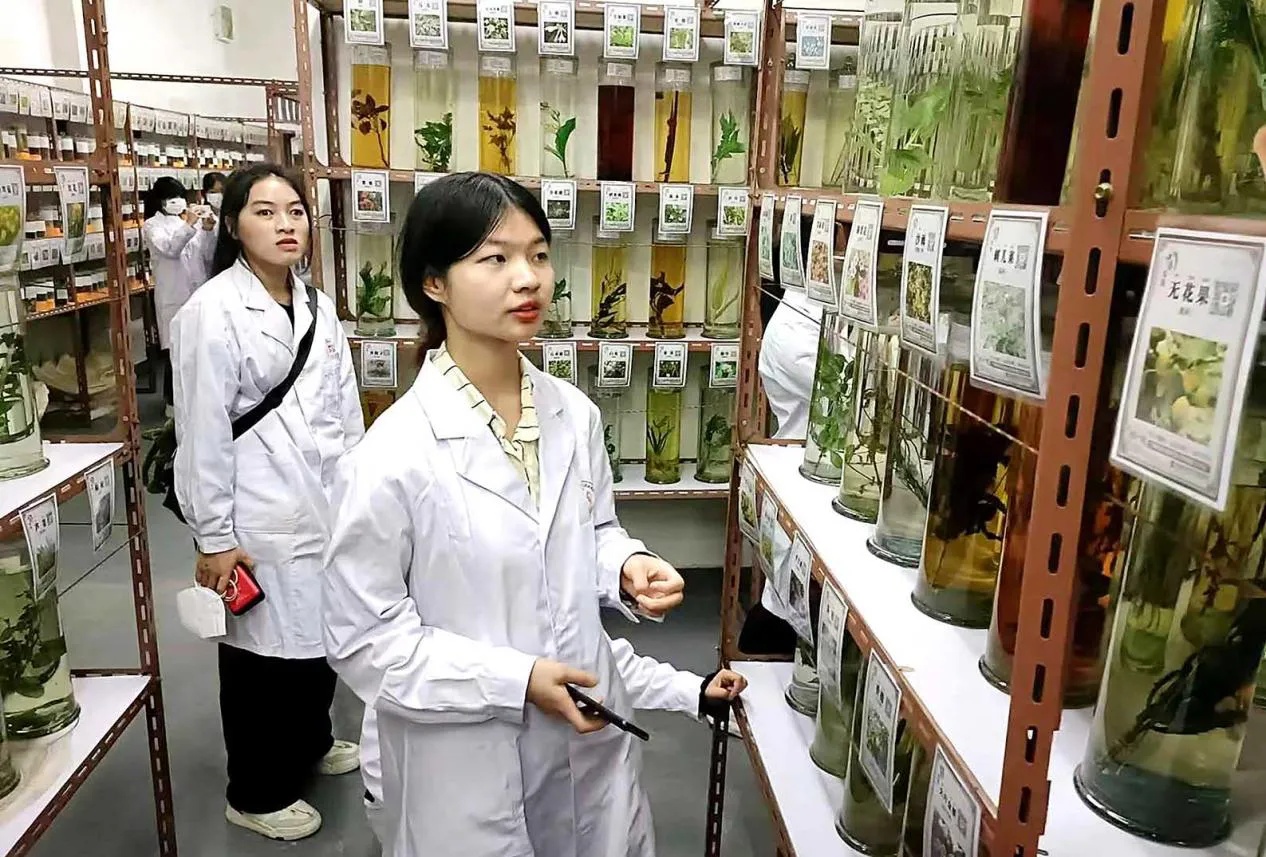 广东药科大学学生在中药标本馆学习场景